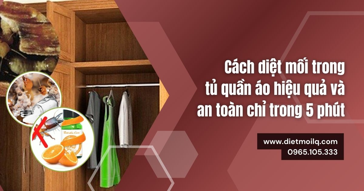 Cách diệt mối trong tủ quần áo hiệu quả và an toàn chỉ trong 5 phút