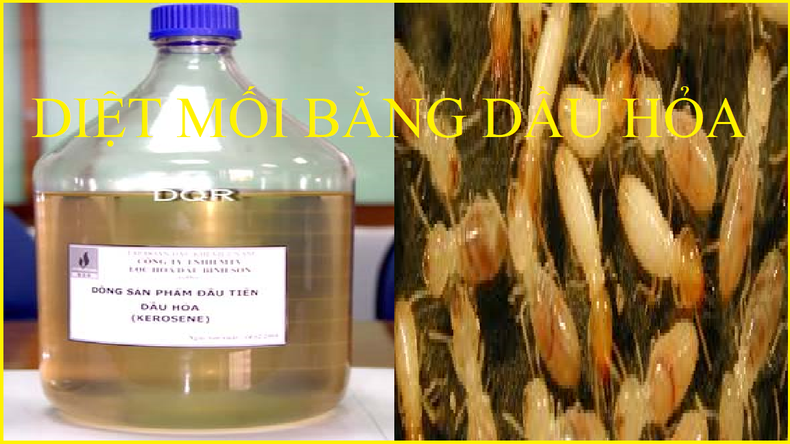cach diet moi trong tu quan ao (1)