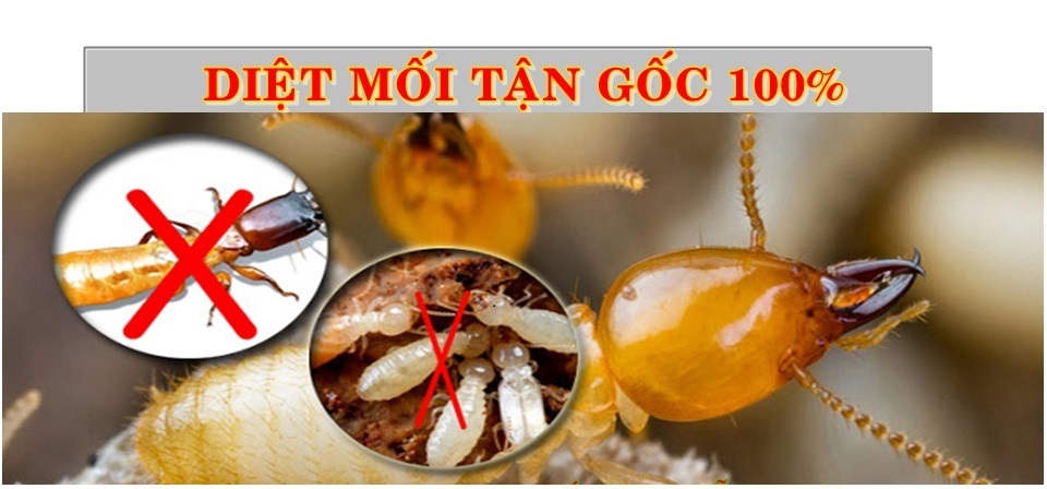 cach diet moi trong tu quan ao (4)