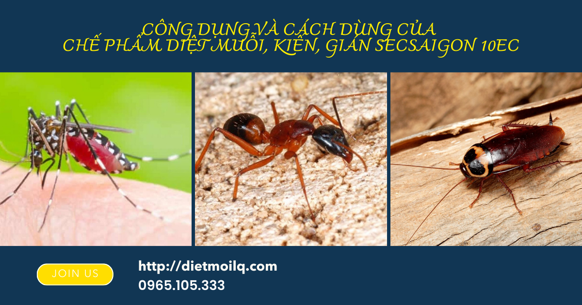 Công dụng và cách dùng của chế phẩm diệt muỗi, kiến, gián  SECSAIGON 10EC