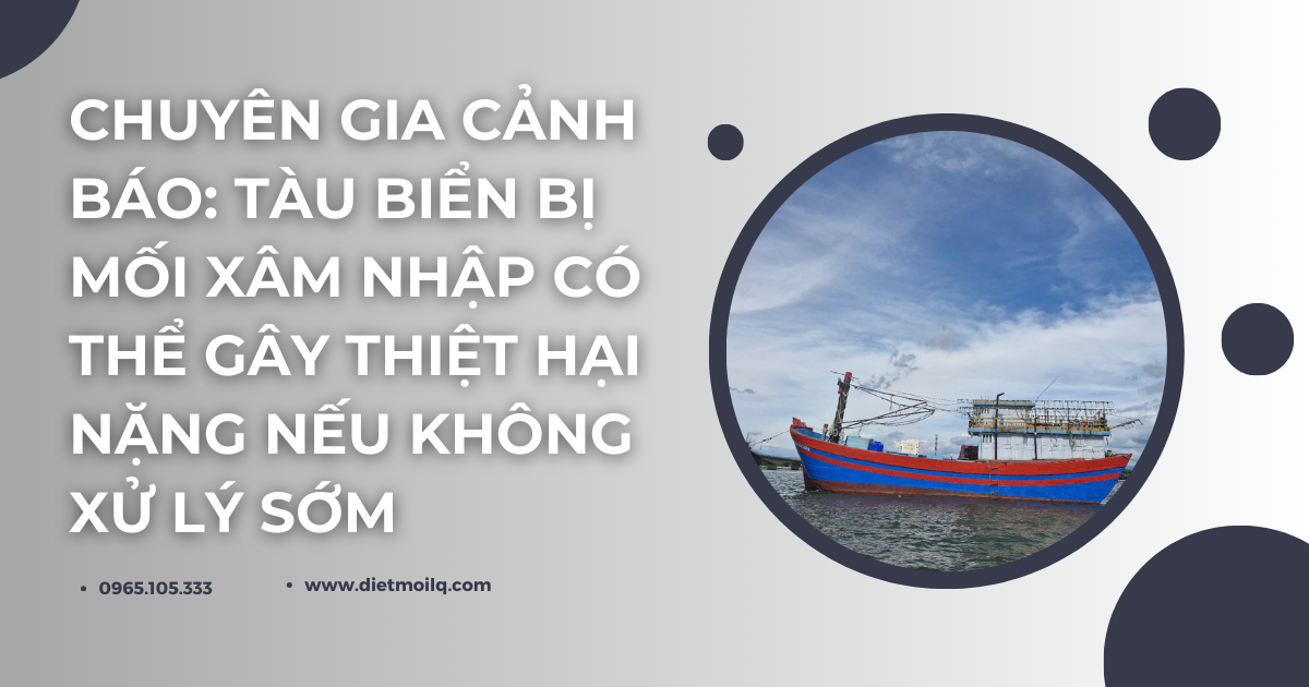Chuyên gia cảnh báo: Tàu biển bị mối xâm nhập có thể gây thiệt hại nặng nếu không xử lý sớm