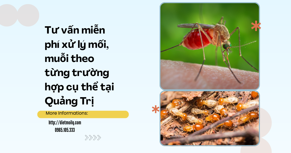 Tư vấn miễn phí xử lý mối, muỗi theo từng trường hợp cụ thể tại Quảng Trị